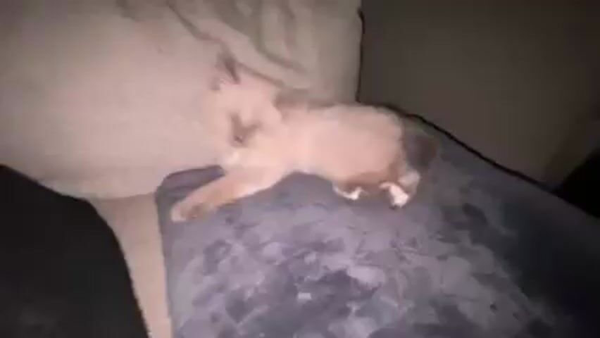 A small, beige kitten with a bushy tail is lying on a blue pillow on a couch. The kitten yawns. There is another, lighter-colored pillow behind the blue one, and the side of a black cushion is visible to the left. The room is dimly lit.