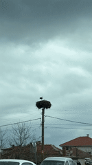 Stork nest spotted on utility pole in Burgas