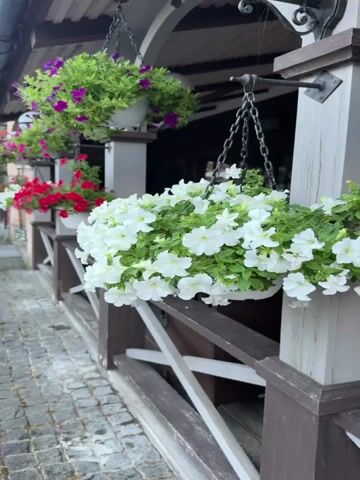 This video shows a sidewalk with cobblestone paving leading to an outdoor seating area of a restaurant. The seating area is adorned with numerous hanging flower baskets filled with white, red, and pink petunias. Wooden railings and pillars support the hanging baskets and the overhead awning. The restaurant's exterior is visible behind the flowers, with tables and chairs set up for outdoor dining. The overall scene suggests a pleasant and inviting atmosphere.