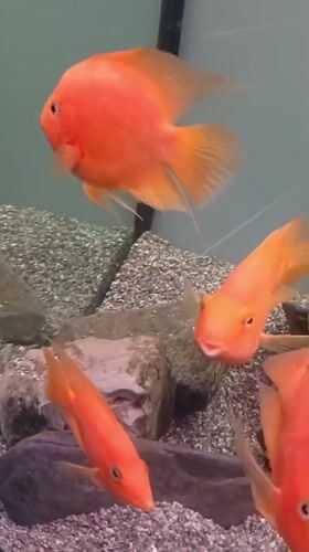 Orange fish in an aquarium, champagne flutes set for an event
