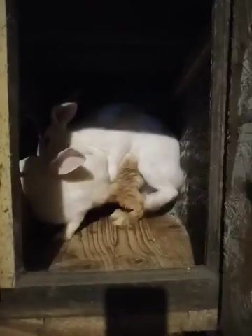 The video shows a white rabbit inside a wooden enclosure. The rabbit is white with pink ears and a brown spot on its hindquarters. It is standing on a wooden platform. The enclosure is dark and appears to be made of rough wood. The video is shaky and the lighting is poor, making it difficult to see details clearly. In some frames, another rabbit, or part of another rabbit, is visible behind the first rabbit. In the final frame, the enclosure is empty.