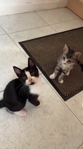Two kittens are interacting on a tiled floor. One kitten is black and white, with its head down and body in a crouched position, facing the other kitten. The second kitten is a tabby, sitting on a dark brown mat with a patterned texture. The tabby kitten is looking up and to the left. The black and white kitten then moves forward, and the tabby kitten starts to roll on the mat.
