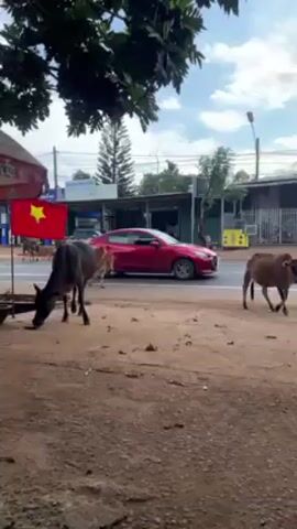 The video depicts a scene in what appears to be Vietnam, with a Vietnamese flag visible in the left foreground. Several cows are grazing near a roadside. The cows are a mix of brown and black.  A road runs behind the cows, with cars and motorbikes passing by. There is a shop or business across the road, and trees are visible in the background. The ground is dirt with some sparse vegetation.