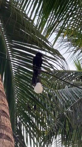 A black bird, possibly a crow, perches on a wire that also has a light bulb hanging from it. The bird is positioned above the light bulb. The scene is framed by the fronds of a palm tree, and the sky is visible in the background.