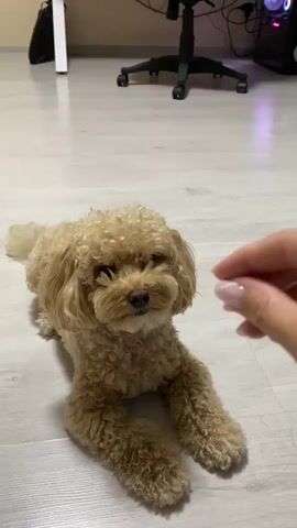 The video shows a small, light brown poodle dog lying on a light-colored floor. A person's hand, with light-colored fingernails, is offering the dog a small, light-colored treat. The dog looks at the treat and the hand. In the background, a white desk, a black office chair with red accents, and a computer tower are visible. The floor appears to be made of wood or laminate. The dog shifts its position and stands up to take the treat. The dog then turns its head and its body rapidly, appearing to spin around, before reaching for the treat again. The scene is indoors.