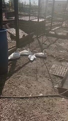 This is a video of an outdoor enclosure with four white ducks resting on the ground. A blue barrel is visible to the left. A metal trough filled with water is in the foreground, with one duck entering it. A hose is attached to the trough. In the background, there is a fence and some trees. A chicken is visible to the right of the trough.