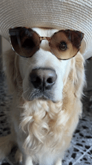 Golden retriever spotted wearing straw hat and sunglasses in Tbilisi