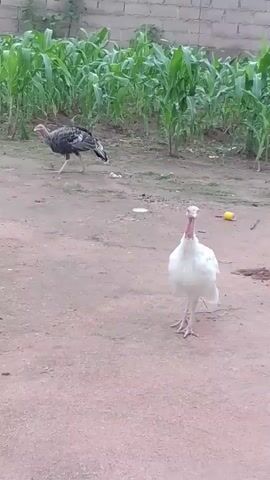 A video shows two turkeys in an outdoor area. In the foreground, a white turkey stands facing the camera, its head tilted slightly. To the left and further back, a darker-colored turkey with speckled feathers walks away from the camera. Behind the turkeys, a field of tall green plants, likely corn, grows. A weathered brick wall is visible in the background. The ground appears to be dirt or sand with some scattered debris, including a yellow object and a piece of wood. The lighting suggests it is daytime.