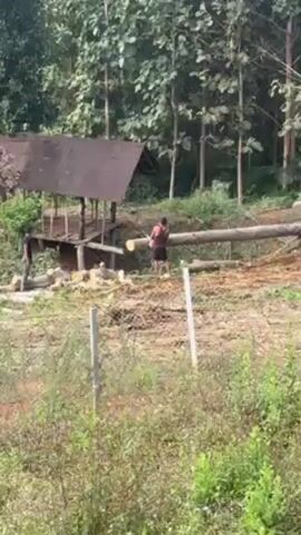 In a somewhat distant outdoor shot, two individuals are observed engaged in cutting a large log. The setting appears to be a rural or semi-rural area, characterized by abundant greenery, with a dense forest visible in the backdrop. To the left of the log-cutting activity, there's a rudimentary wooden structure, likely a shed or a covered workspace. The foreground includes diverse plant life and a simple wire fence, possibly delineating a property boundary or a work area. The two individuals are working together, one using a chainsaw to cut the log, while the other seems to be assisting or preparing for the next cut.
