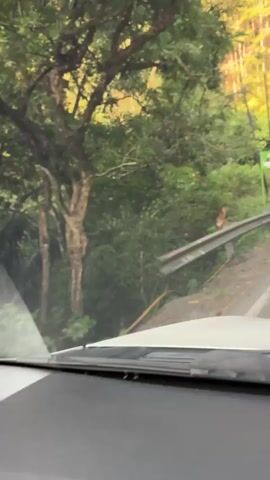 A monkey is visible on a guardrail next to a road, with trees and foliage in the background. The camera appears to be inside a vehicle, looking out through the windshield. The monkey is looking towards the camera and then turns its head away. The sun is setting, casting a warm light on the scene.
