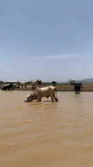 Rural pastoral scenes documented in Gwafan, Nigeria