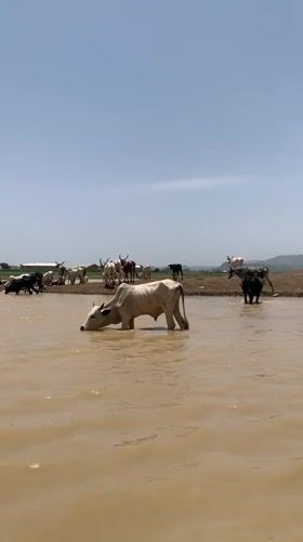 Rural pastoral scenes documented in Gwafan, Nigeria