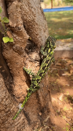 Chameleon spotted on trees in Kiryat Bialik park area