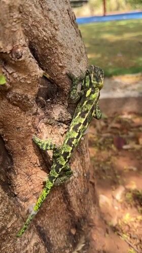 Chameleon spotted on trees in Kiryat Bialik park area