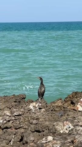 A bird stands on a rocky shore facing the ocean. The water is a turquoise color and appears to be choppy. The sky is clear and blue. The bird is dark in color with a long neck. The rocks are rough and uneven. The video is shot from a distance, and no other people or objects are visible.