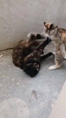 The video captures two cats, one a calico and the other a dark tortoiseshell, playfully wrestling on a concrete floor. The setting appears to be outdoors, possibly a patio or courtyard, with a rough concrete wall in the background. A white pipe runs along the wall, and a portion of a white structure, possibly a door or window frame, is visible in the lower right corner. The lighting suggests it is daytime. The cats' movements are energetic and swift, indicating a playful interaction, though their exact emotions are difficult to discern from the blur of motion. There is no visible text in the video.