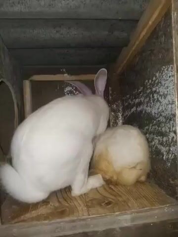 A white rabbit is positioned over another, smaller, fluffy white and tan rabbit. The larger rabbit appears to be grooming or tending to the smaller one. They are both inside a wooden enclosure with a textured gray ceiling. The floor of the enclosure is made of wooden planks. The smaller rabbit is mostly obscured by the larger one. The lighting is dim.