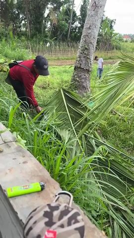 A man in a red shirt and black cap is working on a large fallen palm leaf in a grassy area. He appears to be using a knife or similar tool to trim or cut the leaf. In the background, another man in a white shirt and blue jeans is standing near a coconut tree. A green lighter and a camo-patterned object are visible in the foreground on a concrete surface. The area seems to be a rural or agricultural setting, with other trees, plants, and a field visible in the distance.