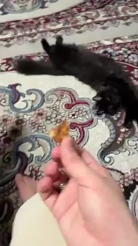 A person is seen kneeling on a patterned carpet, holding a treat that attracts the attention of a fluffy black cat, which is lying on its back on the carpet. The cat reaches and nibbles at the treat. The carpet has a beige background with an intricate design featuring floral patterns in shades of red, brown, and blue. The person is wearing a ring on their finger and their bare foot can be seen. The cat appears playful and focused on the treat. The scene is indoors, likely in a home.