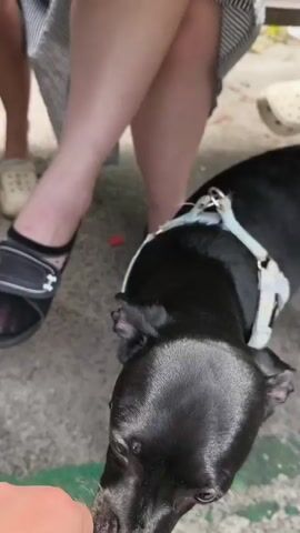 This media file captures a brief interaction between a small black dog and a person's hand. The dog, wearing a light-colored harness, is the primary subject, shown in close-up as it sniffs the hand. The scene appears to be outdoors, with a concrete ground and hints of greenery. In the background, the legs and feet of at least two people are visible, suggesting they are sitting or standing nearby. One person is wearing black sandals, and another is wearing white Crocs. The lighting suggests it is daytime, possibly with some sunlight. The interaction seems friendly and gentle, with the person extending their hand towards the dog, which is exploring it with its nose. The overall mood is casual and relaxed. No visible text is present in the media file.