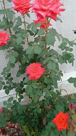 The video shows a variety of rose bushes planted alongside a white wall. The roses are various shades of pink and red.  Other greenery is also visible in the flower bed, including grass, lettuce, and other leafy plants. The video pans slowly across the flower bed.