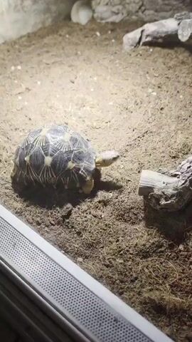 A small tortoise with a star pattern on its shell is walking on the dirt floor of a terrarium. The tortoise is walking to the right. There are logs and rocks in the terrarium, as well as some plants. The lighting in the terrarium is warm and bright.