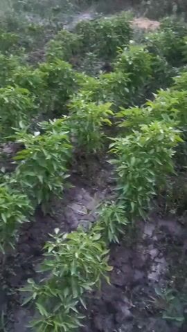 The video shows a field of green plants, possibly chili peppers, growing in rows. The plants are small and bushy, with dark green leaves. The soil appears to be dark and moist. In the background, there are more plants and some tall grass. The lighting suggests it might be early morning or late evening. There are no people or animals visible in the frame.