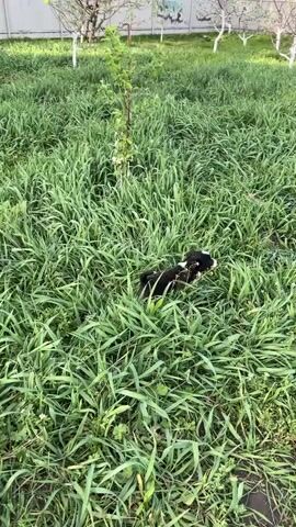 The video shows a small, black and white puppy in a grassy field. The puppy is lying down in the tall grass, then gets up and wanders around. A hand reaches into the frame briefly. The grass is green and lush. There are trees and a fence visible in the background.