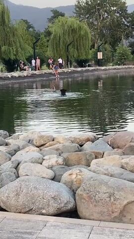 The video captures a serene park scene with a body of water in the foreground. Large, smooth river stones line the edge of the water, creating a natural barrier. Beyond the stones, a calm lake reflects the surrounding greenery and sky. In the distance, several people are visible on the opposite bank of the lake, some sitting and others standing. A dog is swimming in the lake, its back and head visible above the water. Lush trees, including a weeping willow, and manicured bushes add to the park's ambiance. Lampposts are spaced throughout the park, suggesting it is accessible for evening strolls. The overall atmosphere is peaceful and idyllic.