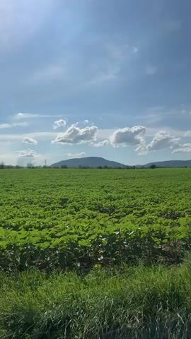 The video captures a wide, rural landscape under a bright, sunny sky with scattered white clouds. The scene opens with a view over a vast field of young green crops, likely sunflowers given the leaf structure, extending towards distant, tree-covered hills. The camera then slowly pans to the right, revealing a narrow, paved road that curves gently into the distance, flanked by green grass on both sides. More fields and distant hills are visible as the camera continues to pan. The overall impression is one of a peaceful, expansive agricultural area. No people or animals are visible. The setting is Kormiansko, Bulgaria.