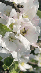 Spring flowers documented in detailed close-up recordings