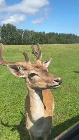 A short video captures a herd of deer in a grassy field. The video begins with a close-up of a deer's head, showing its antlers and brown fur. The camera then pans out to reveal more deer scattered across the field. Some are lying down, while others are standing and grazing. A white vehicle is visible in the distance, driving across the field. The sky is blue with scattered clouds, and trees line the horizon. The overall scene depicts a peaceful and natural environment where deer are grazing freely.