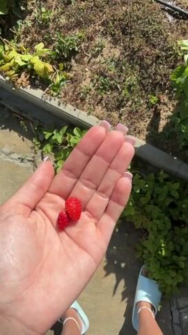 The video shows a close-up view of a person's hands with manicured nails, adorned with pearls, reaching towards a patch of strawberry plants. The plants are lush green with some red strawberries visible. The scene is outdoors, with sunlight casting shadows on the ground.