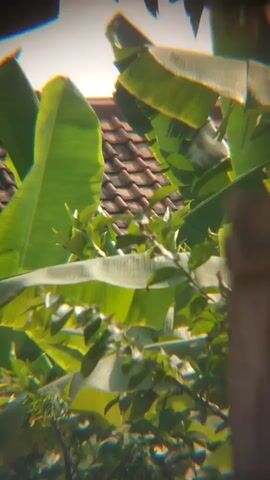 The video shows a close-up view of green banana leaves in the foreground. Behind the leaves, a tiled roof of a building is visible. The lighting suggests it is daytime. The camera is slightly shaky, giving the impression of handheld footage.