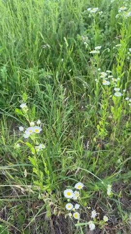 This media file showcases a close-up view of a field filled with small white wildflowers with yellow centers, likely daisies or a similar species. The flowers are growing amidst lush green grass and other wild vegetation. Some of the flowers are in full bloom, while others are in bud or have already gone to seed. The scene is set in a natural environment, possibly a meadow or a roadside, under daylight conditions that suggest a sunny or overcast day, given the soft lighting. The camera focuses on the plants, creating a shallow depth of field that blurs the background and highlights the delicate details of the flowers and their stems. The overall impression is one of natural beauty and tranquility. There are no people, objects, or visible text in the media file. The location context provided is Ilnytsia, Ukraine.