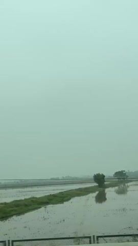 The video captures a view from a moving vehicle. In the foreground, lush green trees and vegetation line the bottom of the frame. Beyond the foliage, a body of water, possibly a flooded field or rice paddy, stretches into the distance. The sky is overcast, with a hazy, light green hue. The overall impression is that of a rural landscape on a cloudy day. The footage appears to be shot vertically, suggesting it may have been taken with a smartphone. No people or animals are visible. The camera is in motion, causing a slight blur in the foreground vegetation, indicating forward movement.