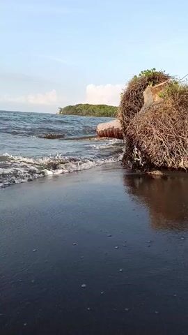 Here's a forensic description of the video:

The video shows a black sand beach with gentle waves washing ashore. In the foreground, a large, uprooted tree lies partially in the water and on the beach. The tree's roots are exposed and covered in dried grass or weeds. In the background, a small, green island is visible on the horizon under a partly cloudy sky. The water appears dark, contrasting with the white foam of the waves. The beach is smooth and reflective due to the wet sand.