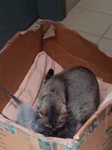 In an eye-level medium shot, a gray tabby cat is tending to three kittens within a brown cardboard box. The box is lined with a light pink cloth. The cat is mostly stationary, positioned over the kittens. Two of the kittens are gray tabby, while the third is a lighter gray. The background is out of focus, appearing to be an interior space.