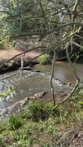 The video shows a small stream flowing through a wooded area. The water is slightly murky and moves quickly over rocks.  A dirt path runs alongside the stream.  The foreground features a small tree branch with fuzzy buds, partially obscuring the view.  Green vegetation grows along the banks of the stream. The lighting indicates it is daytime, with dappled sunlight filtering through the trees.  No people are visible.