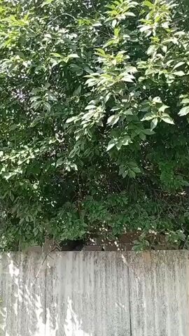 A video shows a tree with dense green foliage. A dark-colored object, possibly an animal, is partially visible nestled amongst the lower branches and behind a concrete wall. The wall is textured and appears weathered, with shadows cast upon it from the sunlight filtering through the leaves. The video is shot from a low angle looking up into the tree.