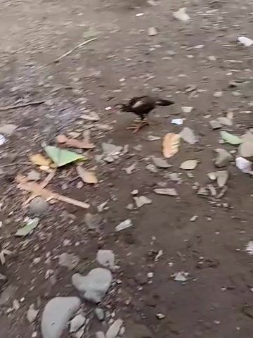 The video shows a dirt ground with rocks and scattered debris, including pieces of paper, wood, and leaves. Several chickens are present, moving around and pecking at the ground. The surrounding environment includes trees and vegetation, suggesting an outdoor, potentially rural or semi-rural setting.  The camera moves, following the chickens.