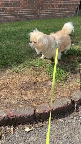 A small, fluffy tan and white dog with a patterned harness and a bright yellow leash walks along a paved path next to a patch of grass. The dog is moving away from the camera. The path is bordered by a curb on the left and a low brick wall and vegetation on the right. The sun is shining, casting shadows on the path. There is a cigarette butt on the ground near the curb.