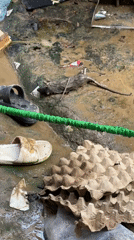 Flood debris and tabby cat captured in Davao City
