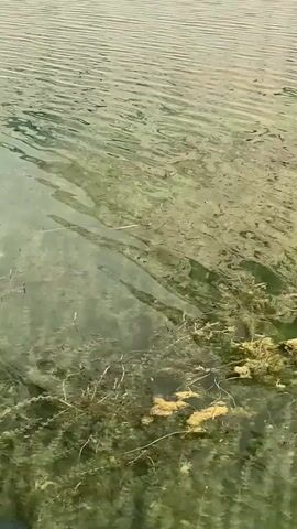 The video shows a close-up view of murky, shallow water with aquatic plants growing from the bottom. The water is disturbed by ripples, suggesting a gentle current or movement. Small, dark objects, possibly insects or debris, are visible floating near the surface and within the water. A thin, lighter-colored object, possibly a small snake or a piece of vegetation, is partially submerged and stretches diagonally across the frame. The overall impression is of a natural, aquatic environment.