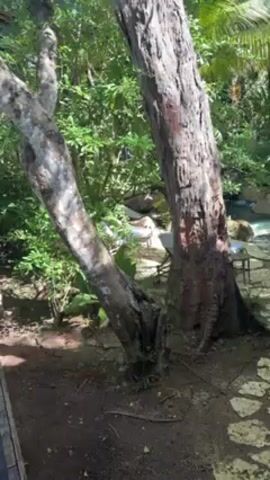 The camera slowly pans right to show a stone-paved path leading to a clear pool of water in a wooded area. There are two trees on either side of the path in the foreground, and the camera slowly reveals the scene of a pool of water surrounded by lush greenery. There are two lounge chairs next to the water, and a person lying on one of the chairs. The water seems still and serene. The environment suggests a tranquil and secluded spot.