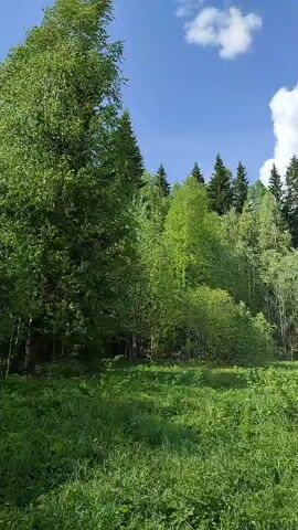 The camera pans right across a grassy field with trees on the edge of the field. The trees in the background are coniferous evergreens. In the midground are birch and other leafy trees. The sky is blue with fluffy white clouds.