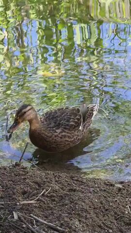 A female mallard duck is at the edge of a body of water. The duck is mostly brown and mottled, with a darker head and neck. It has orange legs and feet. The duck is facing left and appears to be looking down into the water. The water is green and reflective, with some reeds or tall grass visible in the background. The foreground is a muddy bank with some twigs and small green plants. The lighting suggests it is daytime.