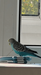 Pet budgie at home, then a stroll through Chaikovsky's worn outdoor spaces
