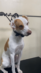 Bow-tied dog spotted sitting calmly in San Miguel, Peru
