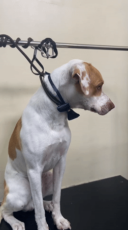 Bow-tied dog spotted sitting calmly in San Miguel, Peru